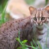The Enigmatic Charm of the Rusty-Spotted Cat: Smallest and Fiercest
