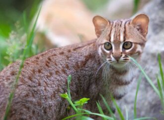 The Enigmatic Charm of the Rusty-Spotted Cat: Smallest and Fiercest