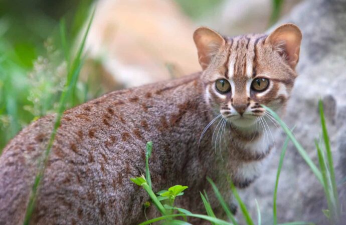 The Enigmatic Charm of the Rusty-Spotted Cat: Smallest and Fiercest